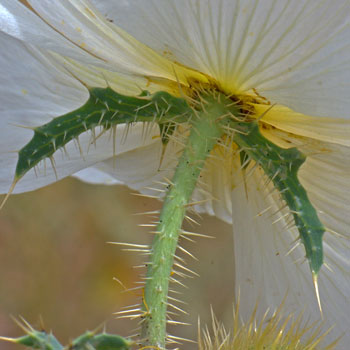 Argemone pleiacantha, Southwestern Pricklypoppy